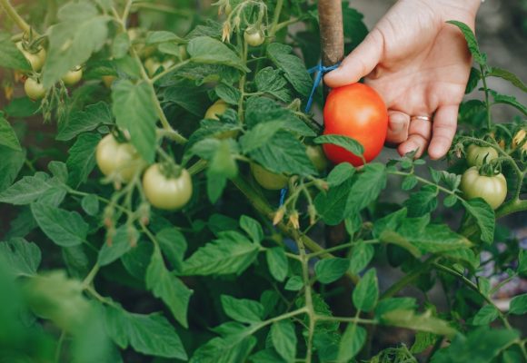 Jak poprawić plon pomidorów dzięki skutecznym metodom zapylania?