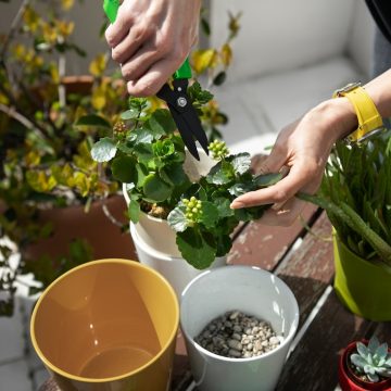 Jak wybrać idealne donice balkonowe dla swoich roślin – poradnik krok po kroku